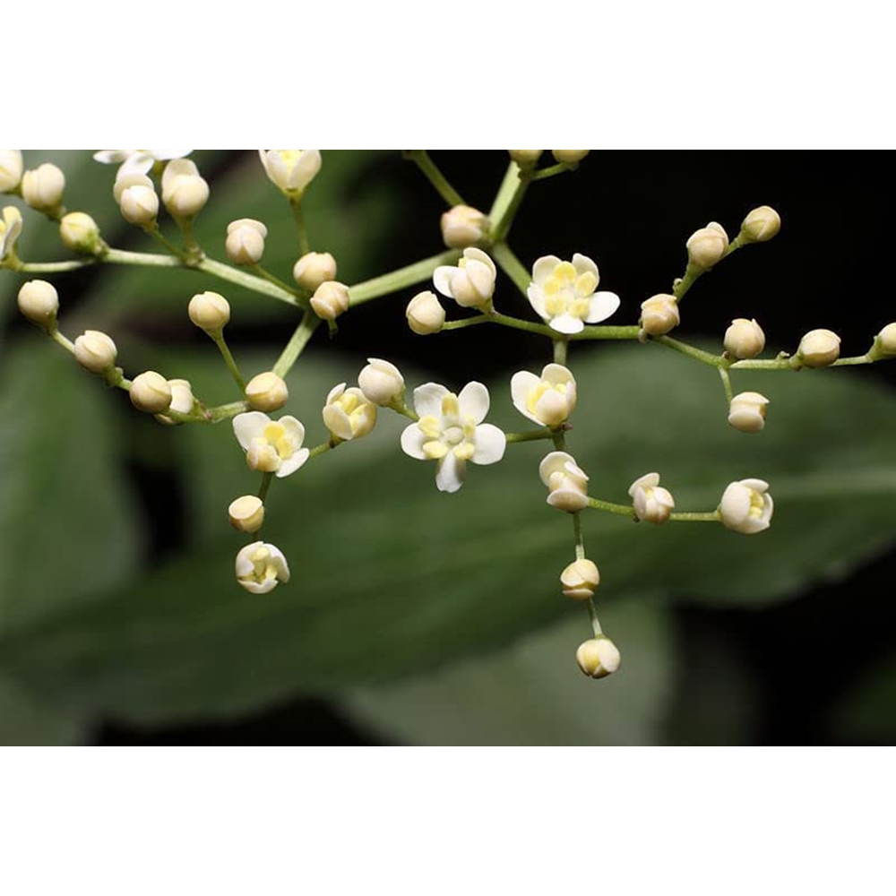 Inspirational Gifting Elder Bare Root Hedge Plant Sapling 2-3ft 20 Pack Image 3