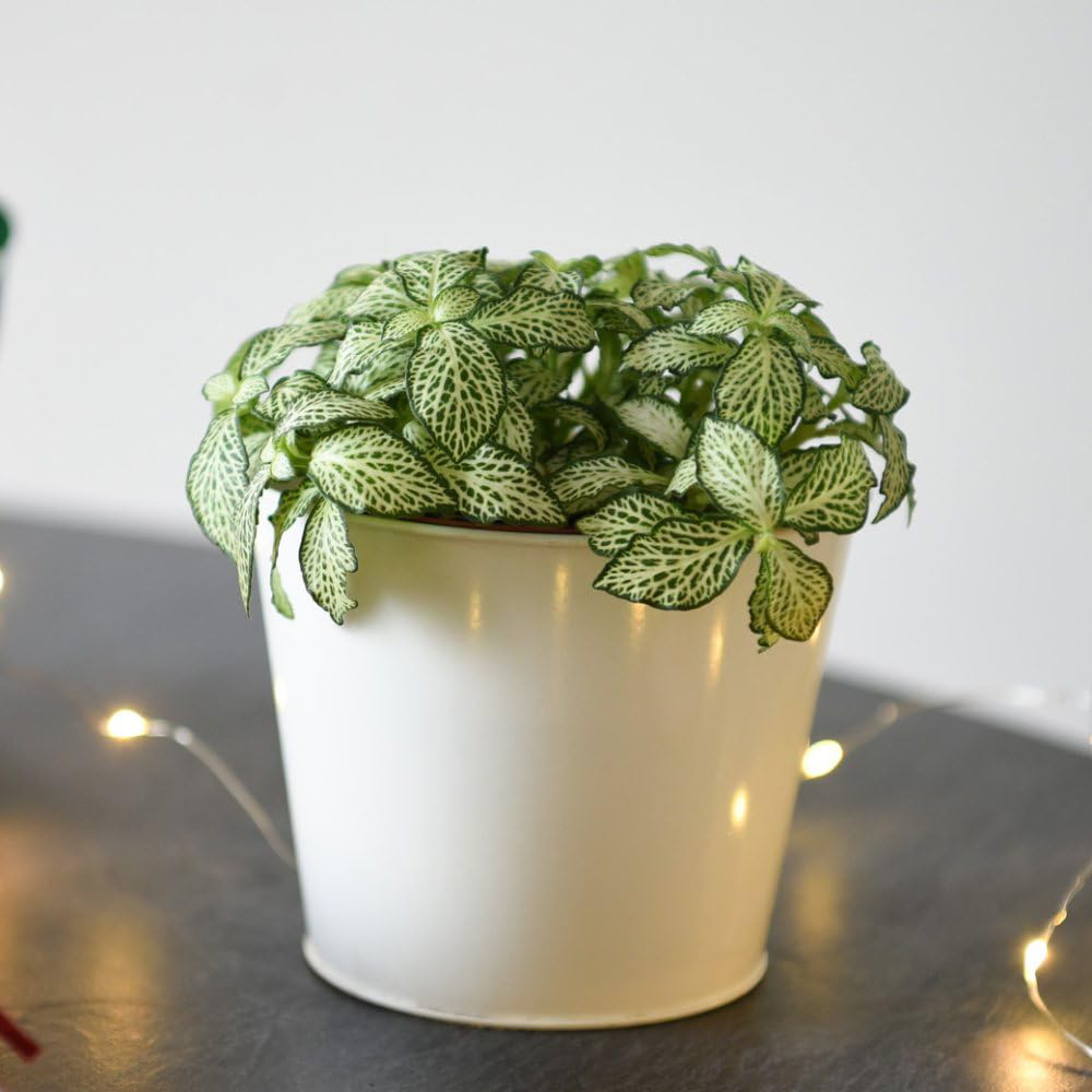 Thompson and Morgan Fittonia Mosaic White Tiger Plant Pot 8.5cm Image 4