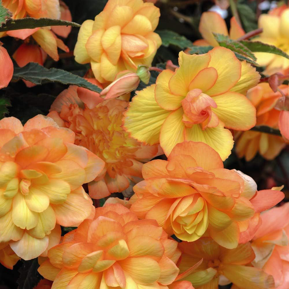Thompson and Morgan Begonia Illumination Apricot Shades Improved Plant Plug 72 Pack Image 4