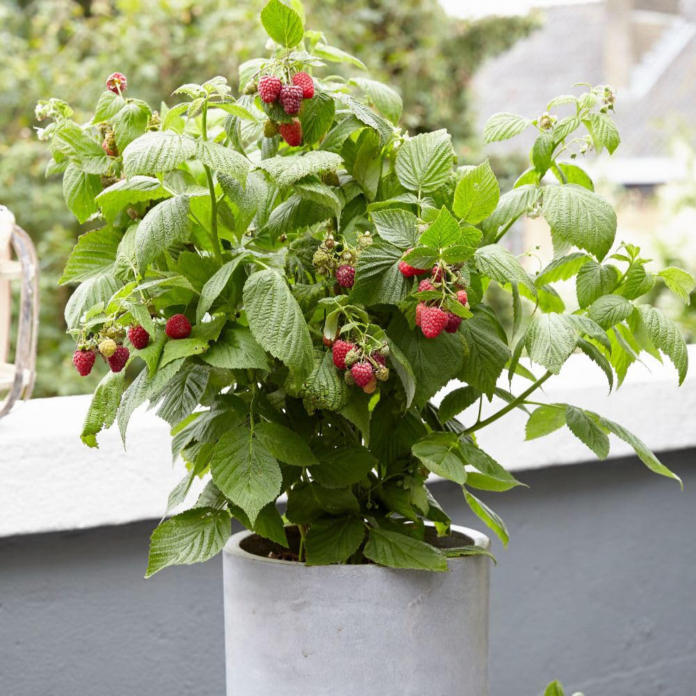 Thompson and Morgan Rubus Ideaus Little Sweet Sister Plant Pot 3L Image 5