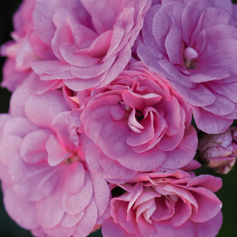 Thompson and Morgan Nurserymans Choice Geranium Jumbo Plant Plugs 10 Pack Image 6