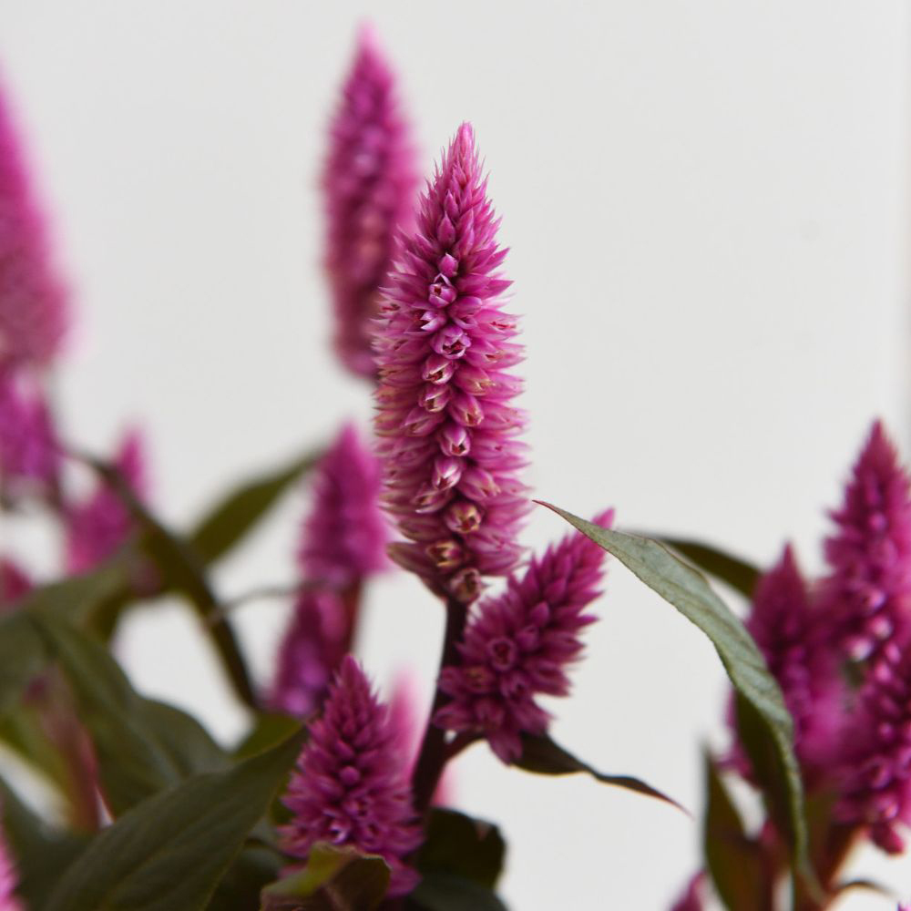 Thompson and Morgan Celosia Hot Topic Mix Potted Plant 2cm 2 Pack Image 3