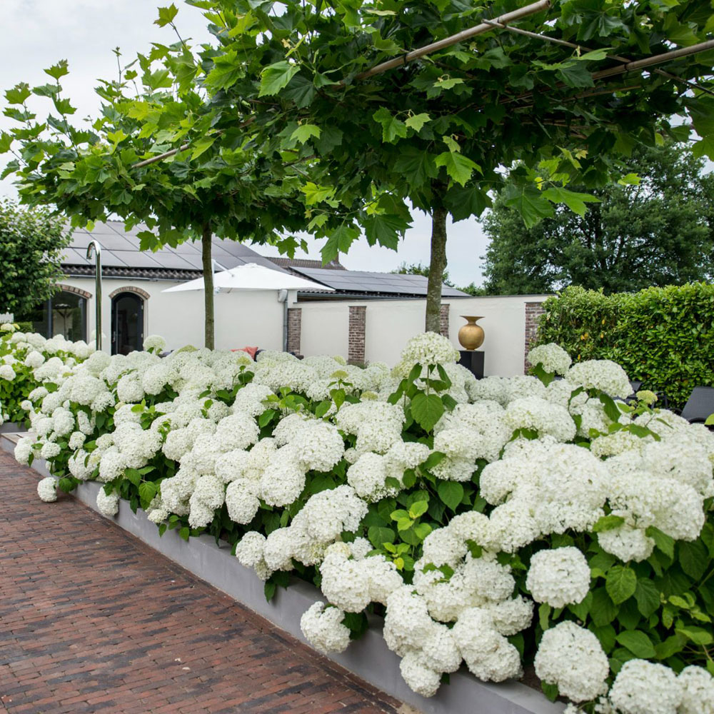 Thompson and Morgan Hydrangea Annabelle Plant Pot 12L 3 Pack Image 4