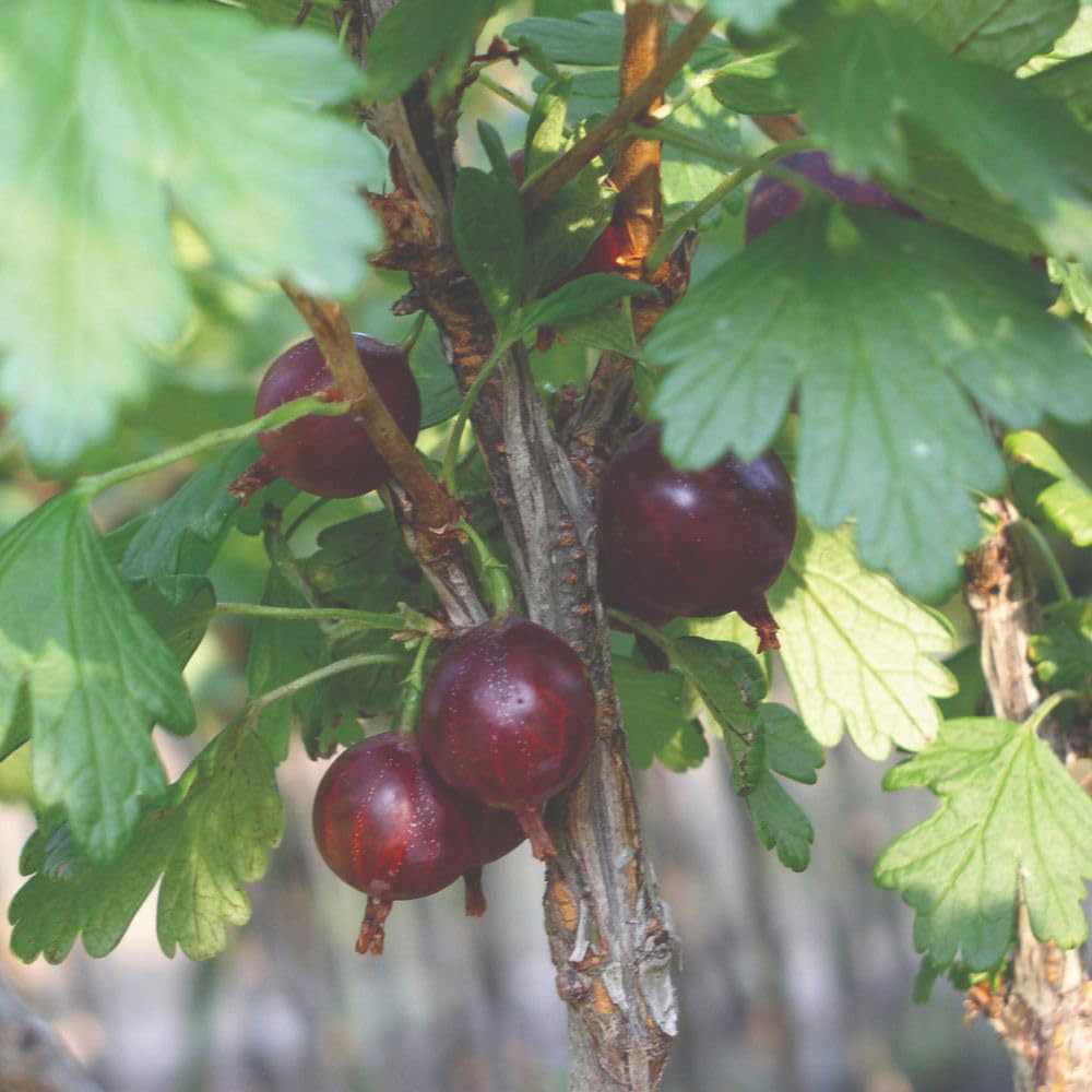 Thompson and Morgan Gooseberry Ribes Uvacrispa Captivator Plant Pot 2L Image 3