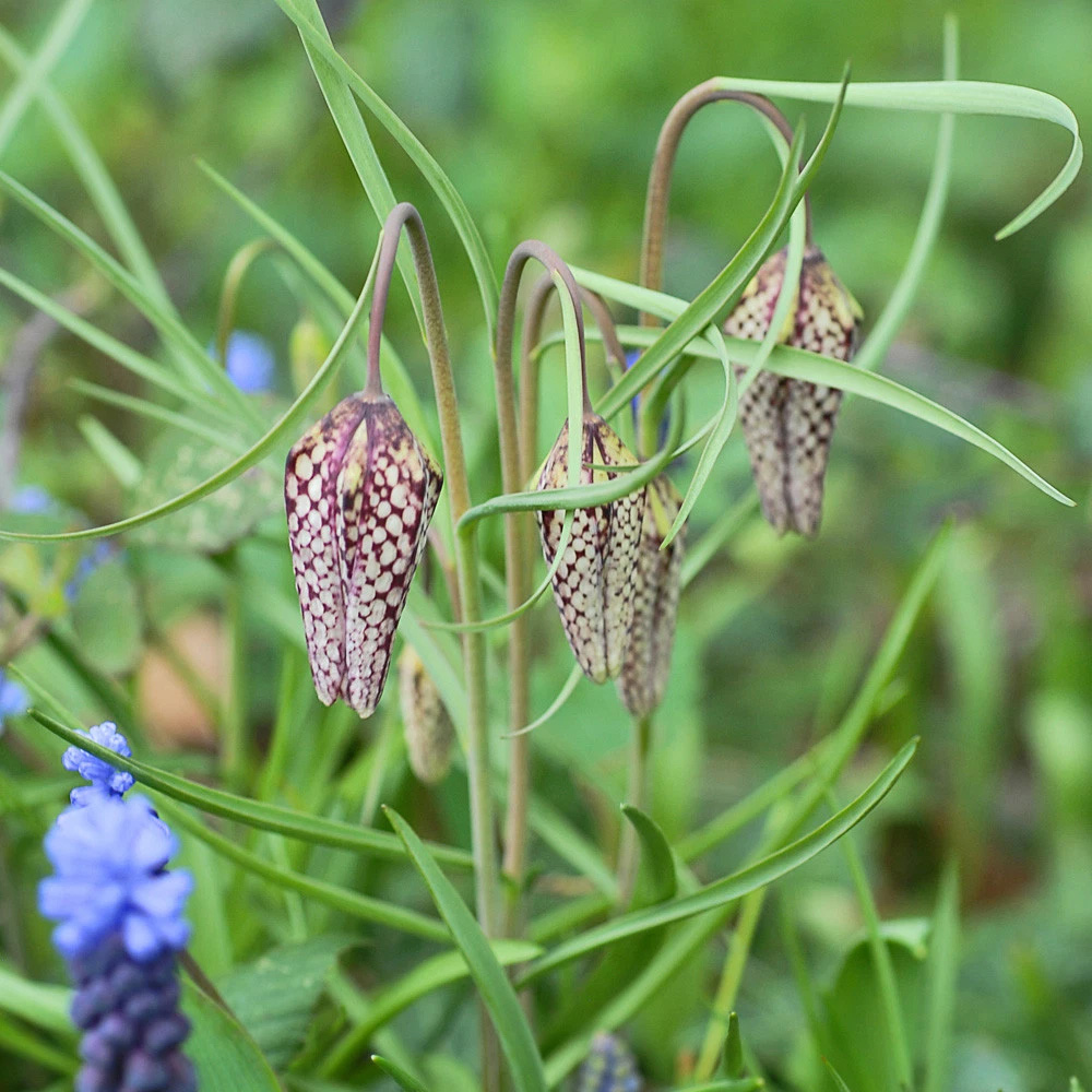 Thompson and Morgan Fritillaria Meleagris Mix Autumn Planting Bulb 80 Pack Image 5