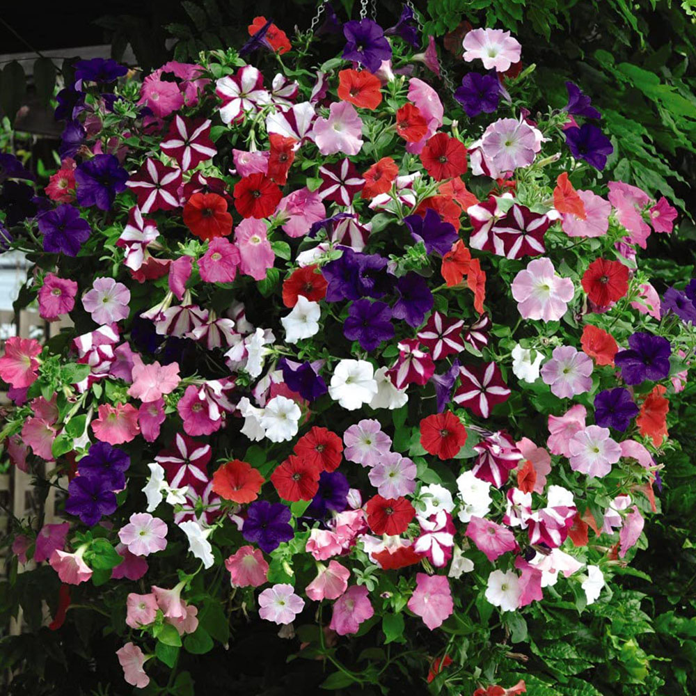 Thompson and Morgan Petunia Easy Wave Ultimate Mixed Garden Ready Plant 30 Pack Image 2