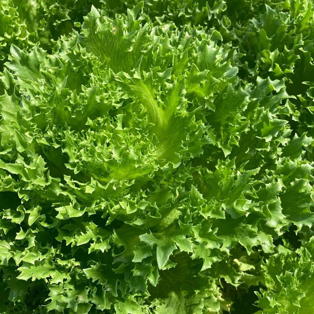 Thompson and Morgan Lettuce Lactuca Sativa Frillice Seed Packet Image 2