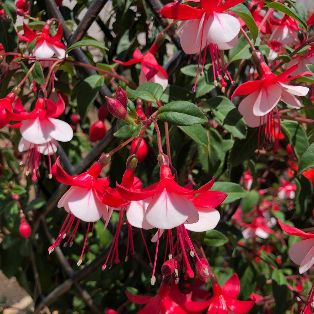 Thompson and Morgan Fuchsia Skyrocket Plant Pot 9cm 3 pack with Tower Pot Kit Image 1