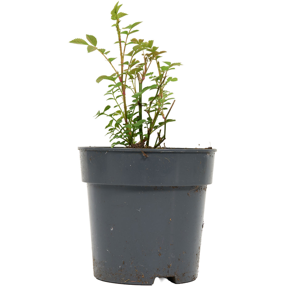 Basic Rose Plant Image 3