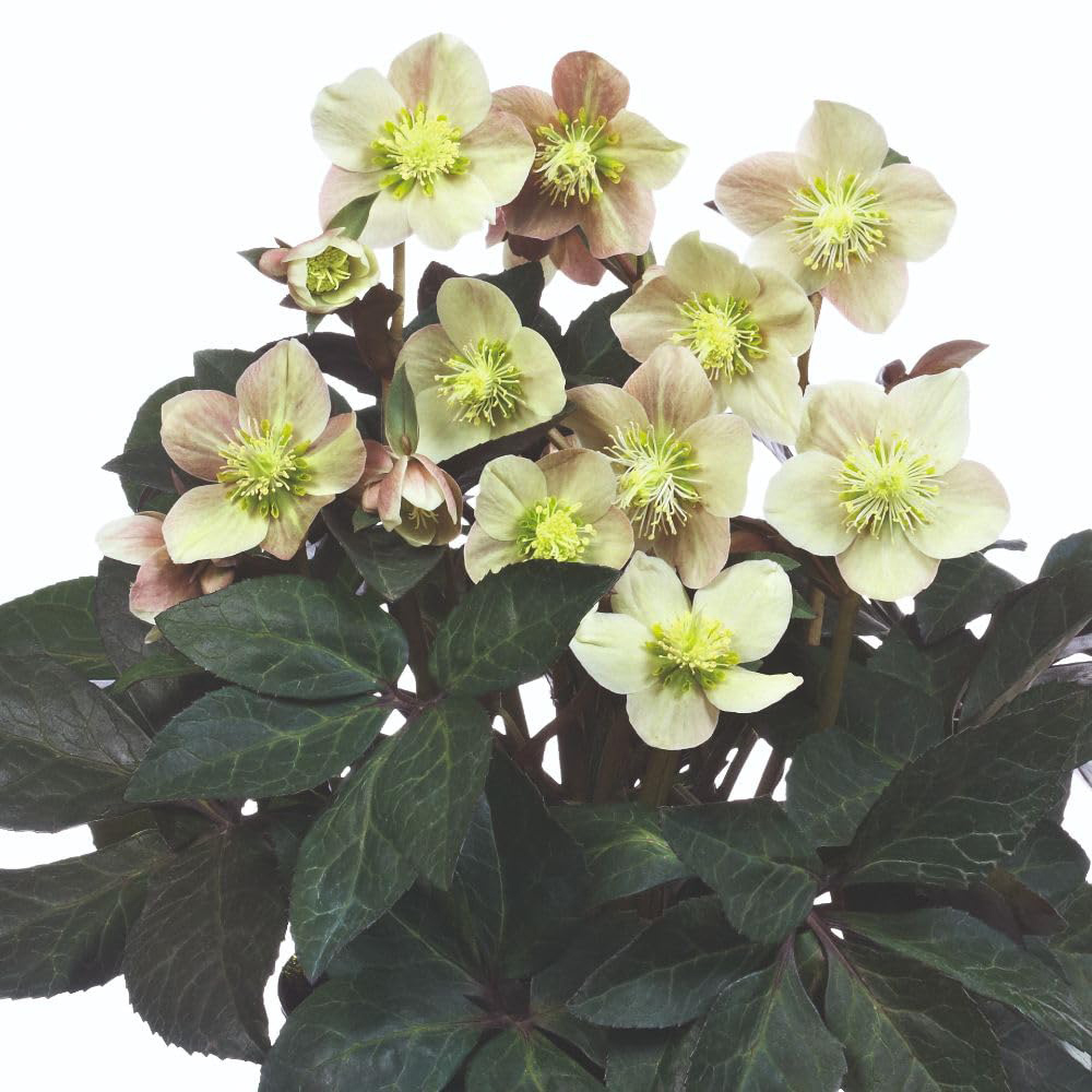 Thompson and Morgan Helleborus X Ballardiae Merlin Plant Pot 3L Image 3