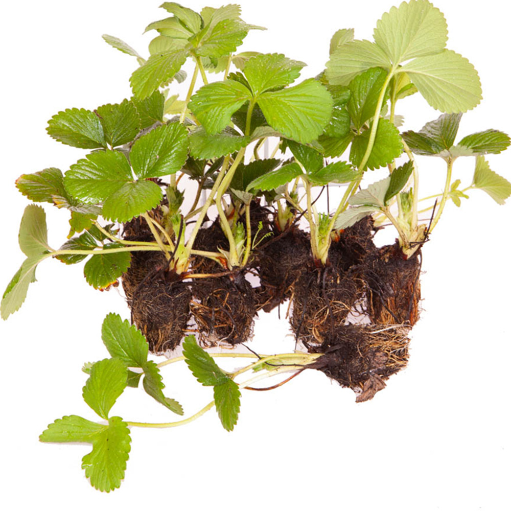 YouGarden Strawberry 'Colossus' jumbo plug x 12 Image 3