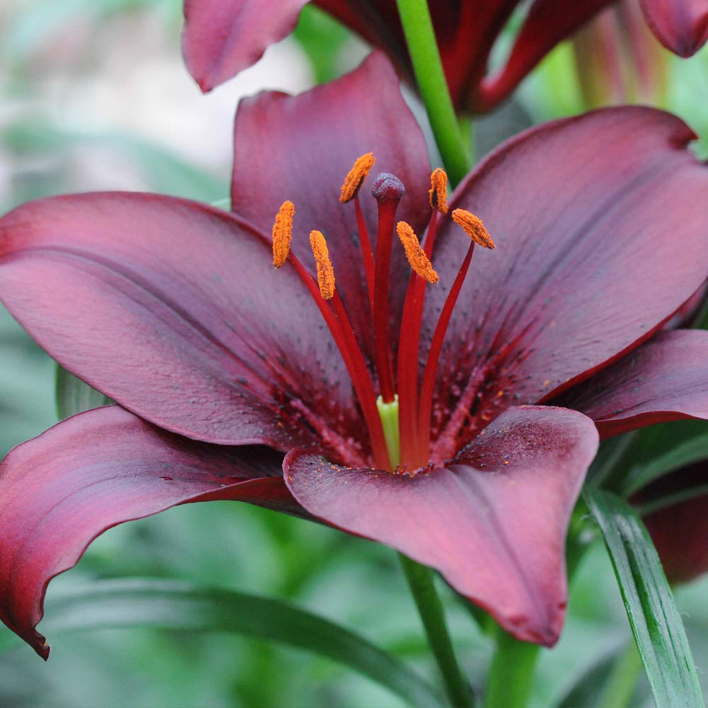 Thompson & Morgan Lily Black Jewel Planting Bulb 10 Pack Image 3