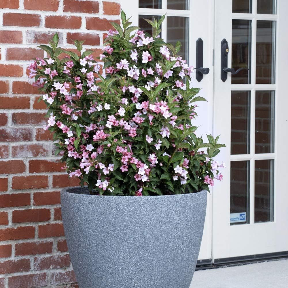 Thompson and Morgan Weigela Towers of Flowers Apple Blossom Plant Pot 9cm 3 Pack Image 2