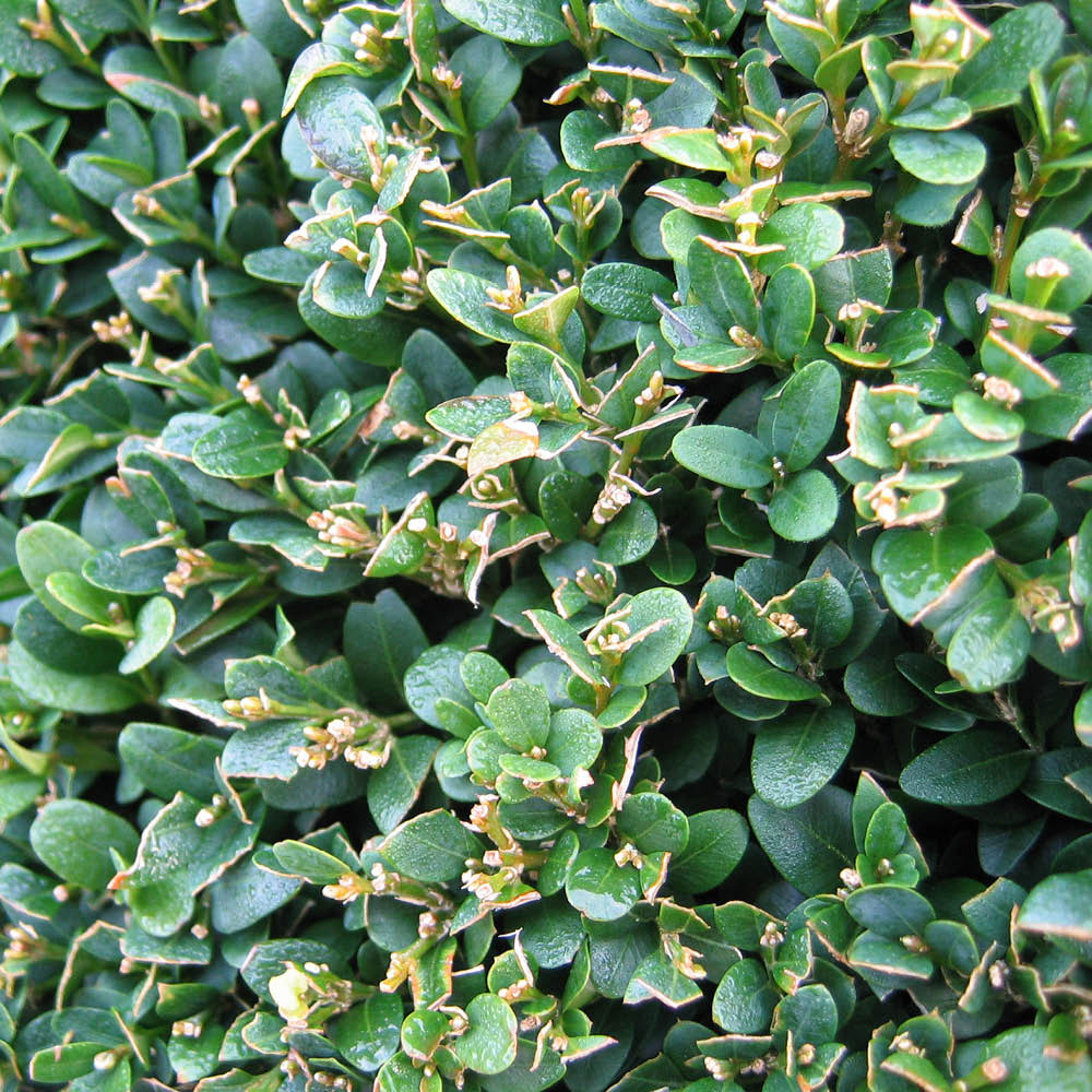 YouGarden Common Box Hedging Buxus Sempervirens 20cm 12 Pack Image 3