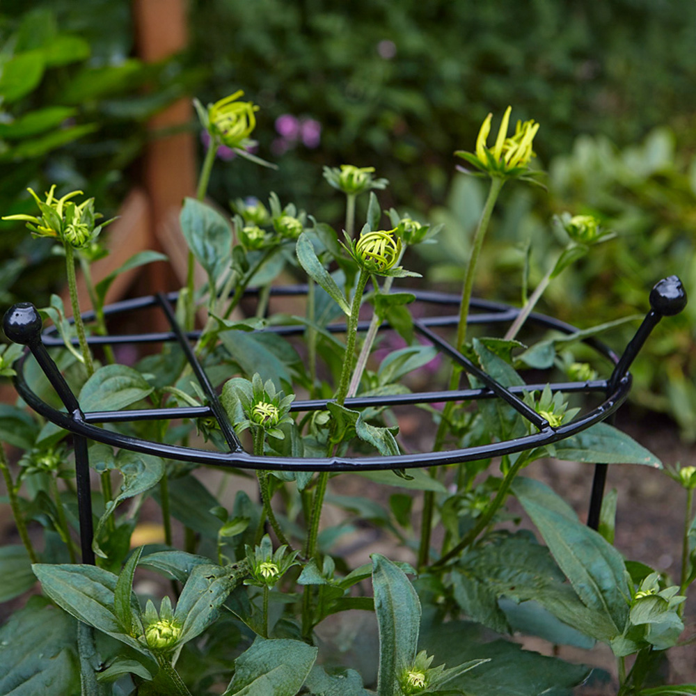 Samuel Alexander Tom Chambers Cottage Black Metal Herbaceous Garden Plant Support 80 x 45cm 2 Pack Image 7