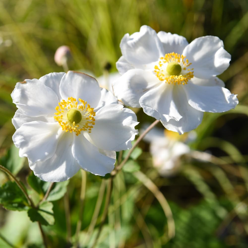 Thompson and Morgan Anemone Honrine Jobert Plant Pot 3L 3 Pack Image 3