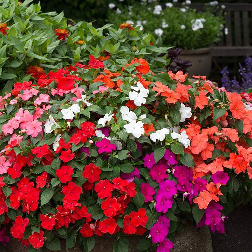 Thompson and Morgan Busy Lizzie Beacon Mixed Garden Ready Plant 15 Pack Image 3