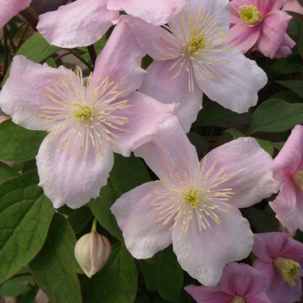 Thompson and Morgan Clematis Montana Mayleen Plant Pot 3L Image 5