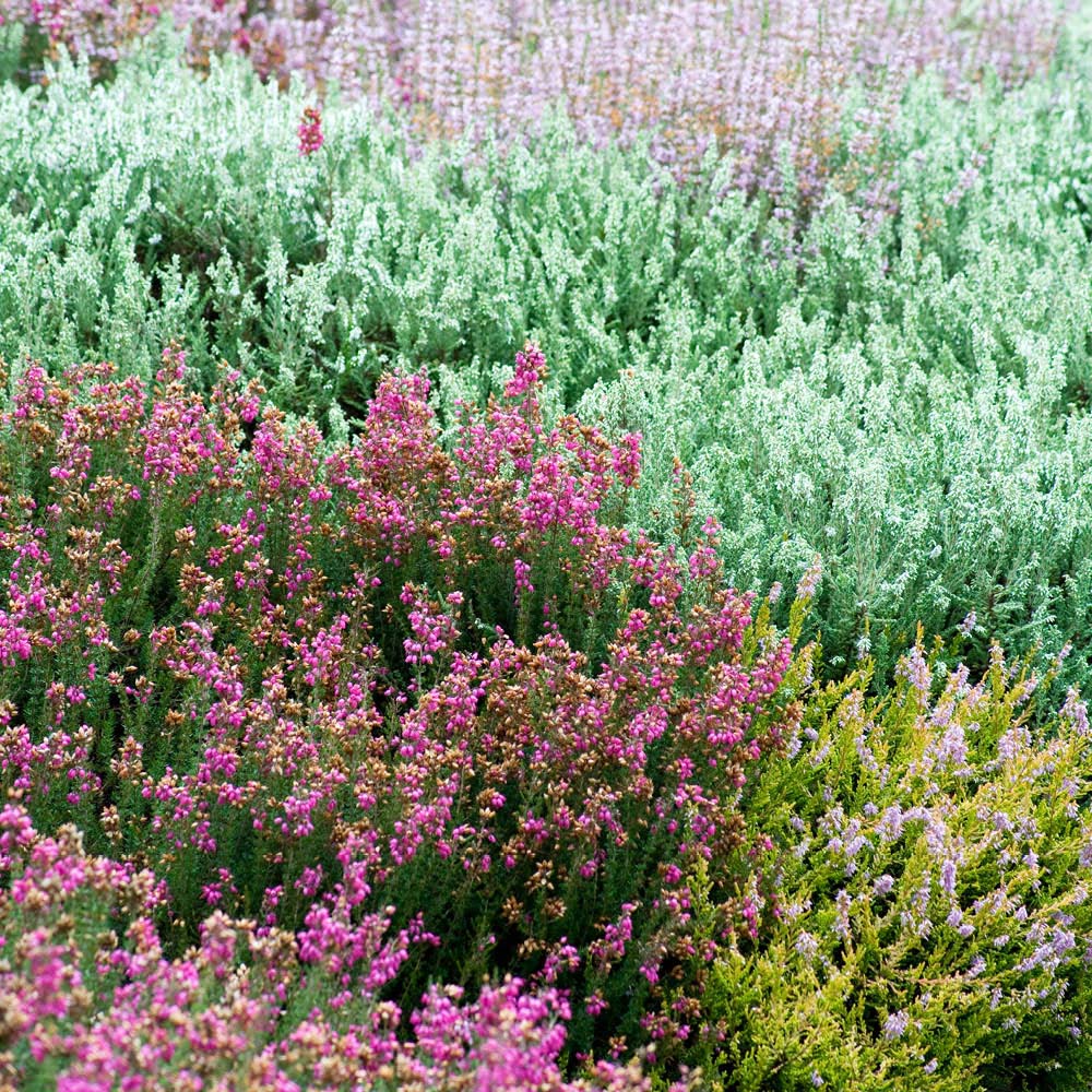 YouGarden Four Seasons Heather Collection Plant in Pot 9cm 12 Pack Image 2