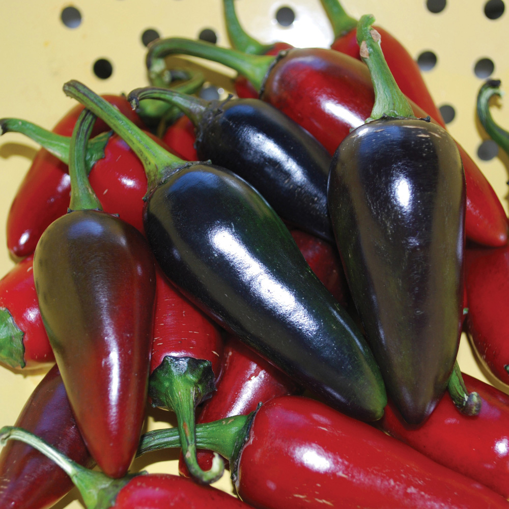 Thompson and Morgan Pepper Chilli Med Patio Hungarian Black Plant Pot 9cm Image