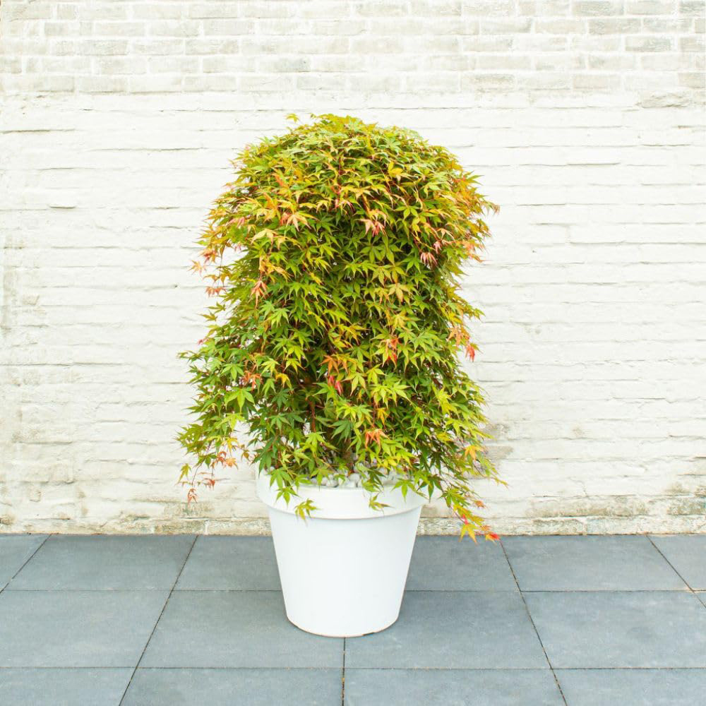Thompson and Morgan Acer Palmatum Cascade Emerald Plant Pot 3L Image 3