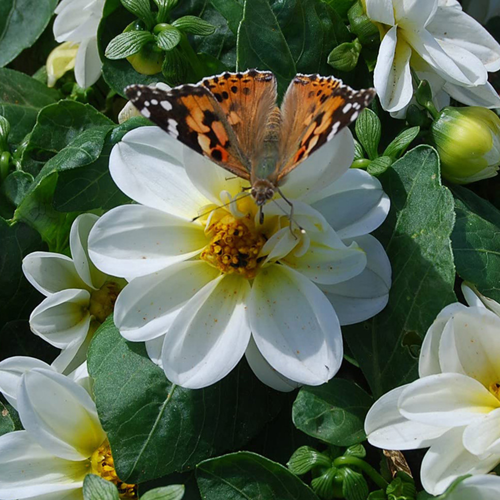 Thompson and Morgan Dahlia Figaro Garden Ready Plant 15 Pack Image 3