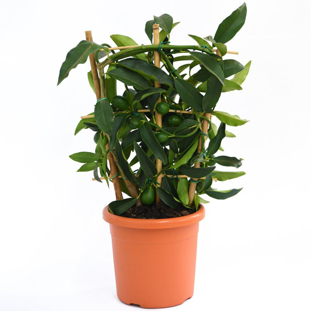 Thompson & Morgan Citrus Tree Kumquat Potted Plant Image 2