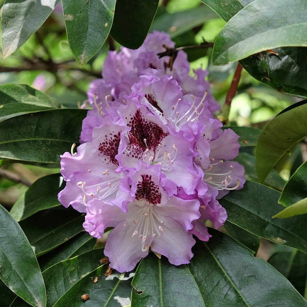 Lilac Rhododendron YouGarden Lilac Rhododendron Hybrid Plant Pot 15cm | Homebase