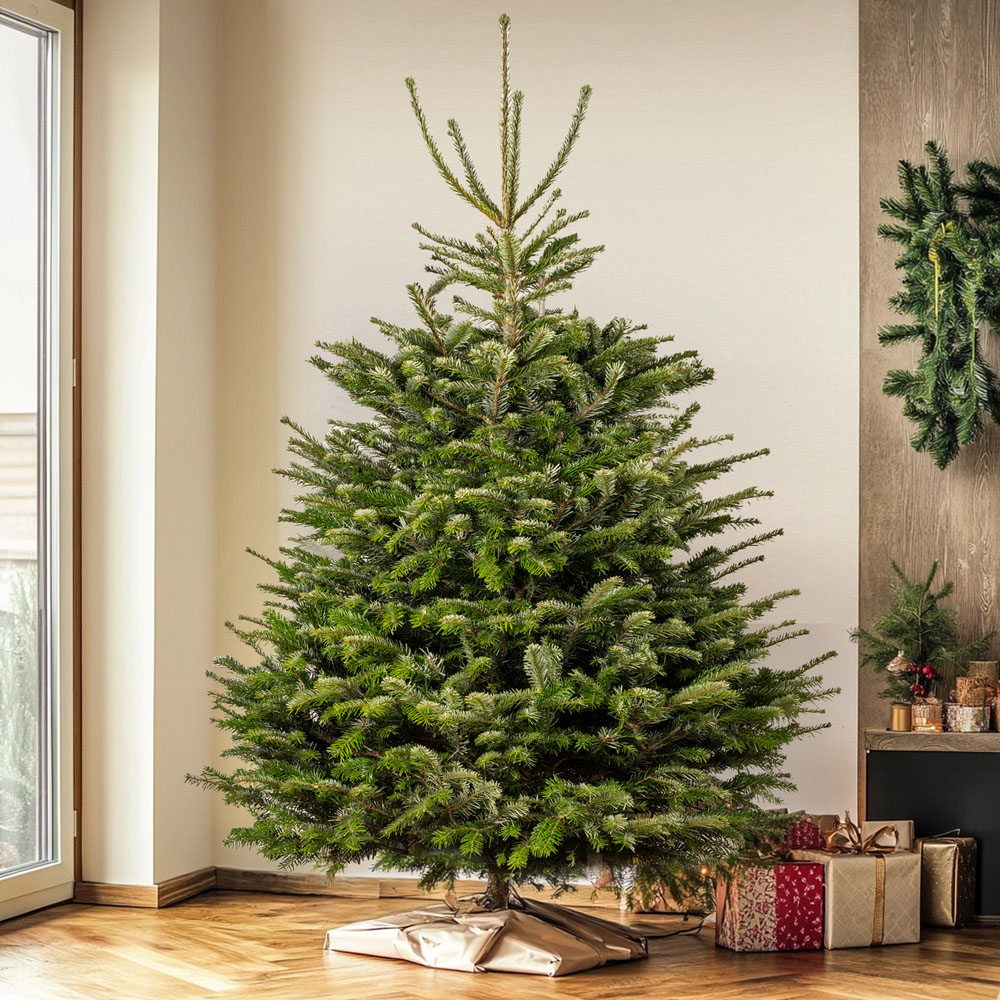 GardenersDream Nordmann Fir Cut Real Christmas Tree 6ft - Delivery 30th November - 4th December Image 2