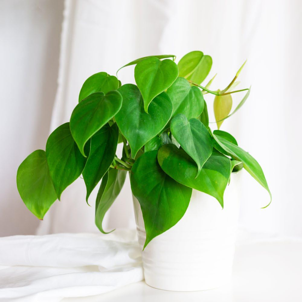 Thompson and Morgan Philodendron Scandens Plant Pot 11cm Image 3