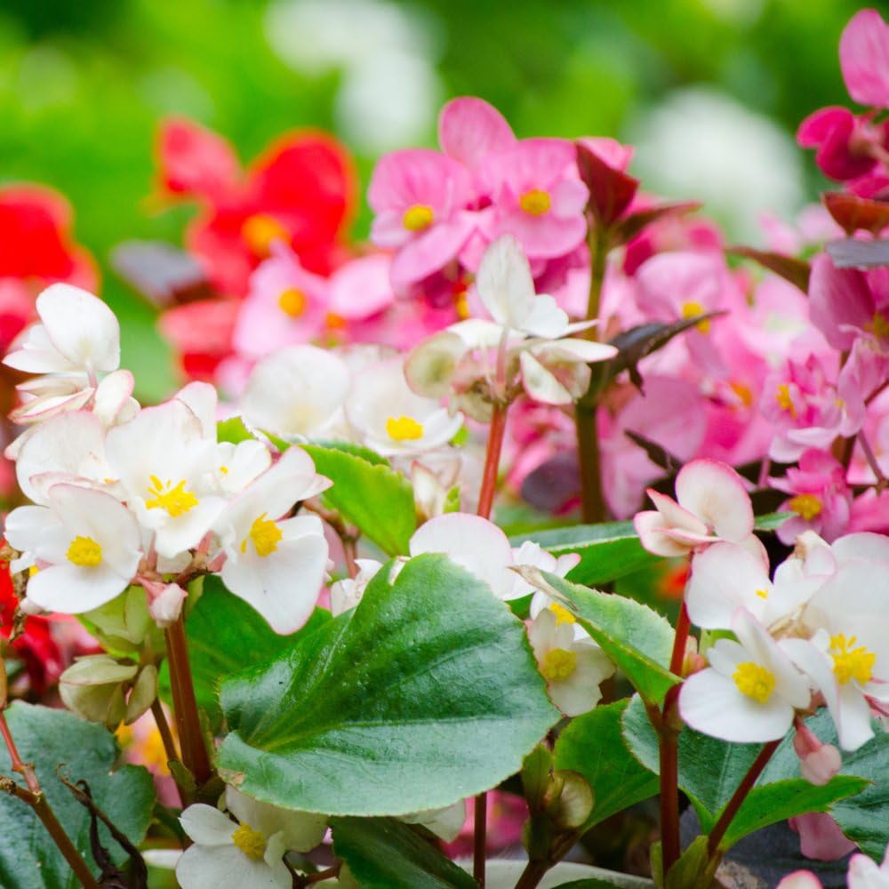 Thompson and Morgan Begonia Emperor Mixed Garden Ready Plant 30 Pack Image 2