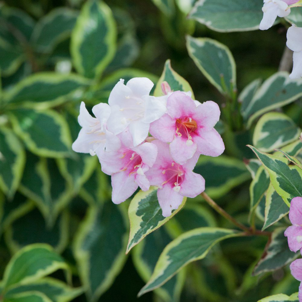 Thompson and Morgan Weigela Florida Variegata Potted Plant 9cm Image 2