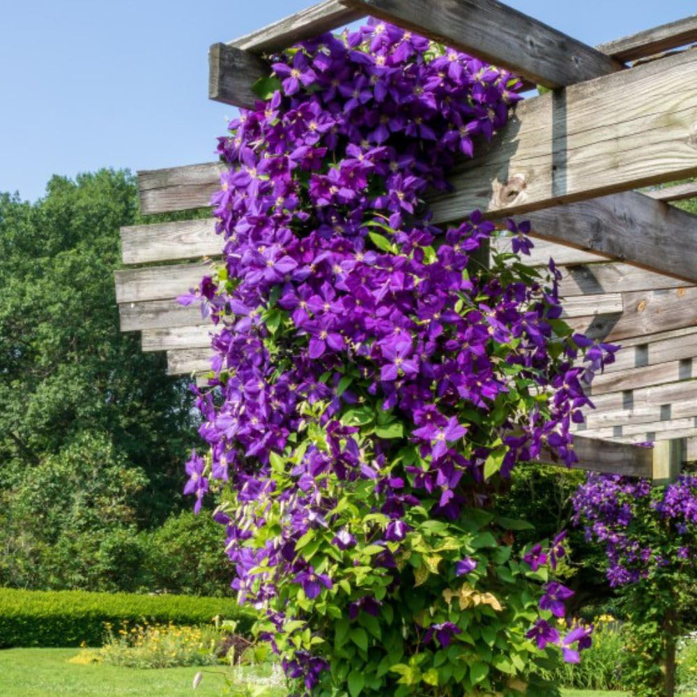 Thompson and Morgan Clematis Jackmanii Plant Pot 3L 2 Pack Image 2