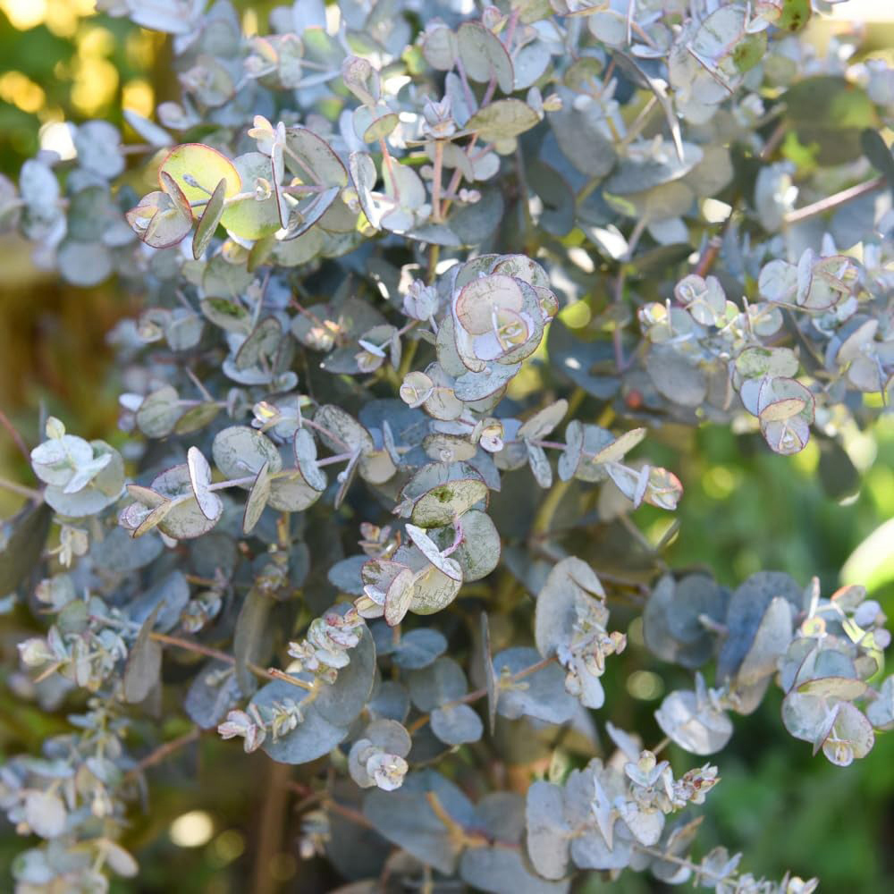 Thompson and Morgan Eucalyptus Gunnii Patio Standard Plant Pot 17cm with Extra Pot Image 1