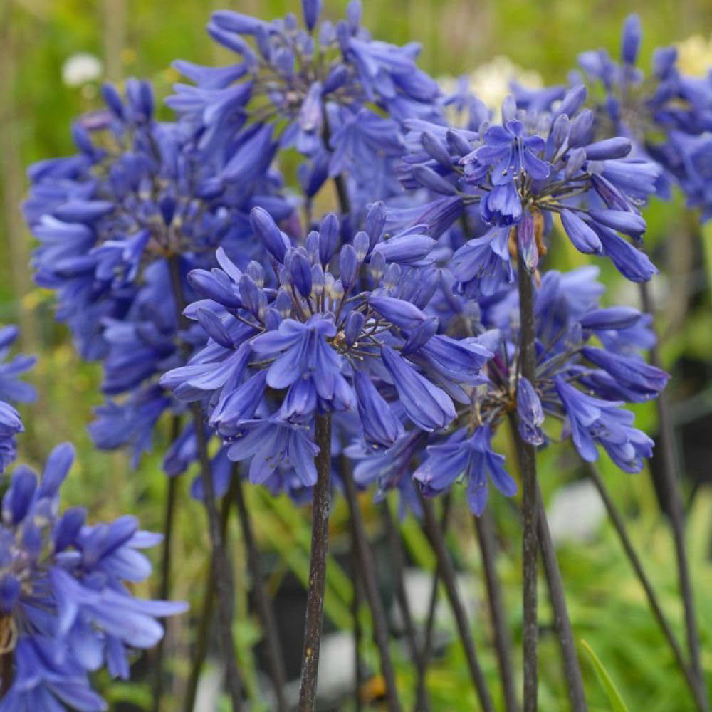 Thompson and Morgan Agapanthus Ever Sapphire Plant Pot 2.5L Image 2