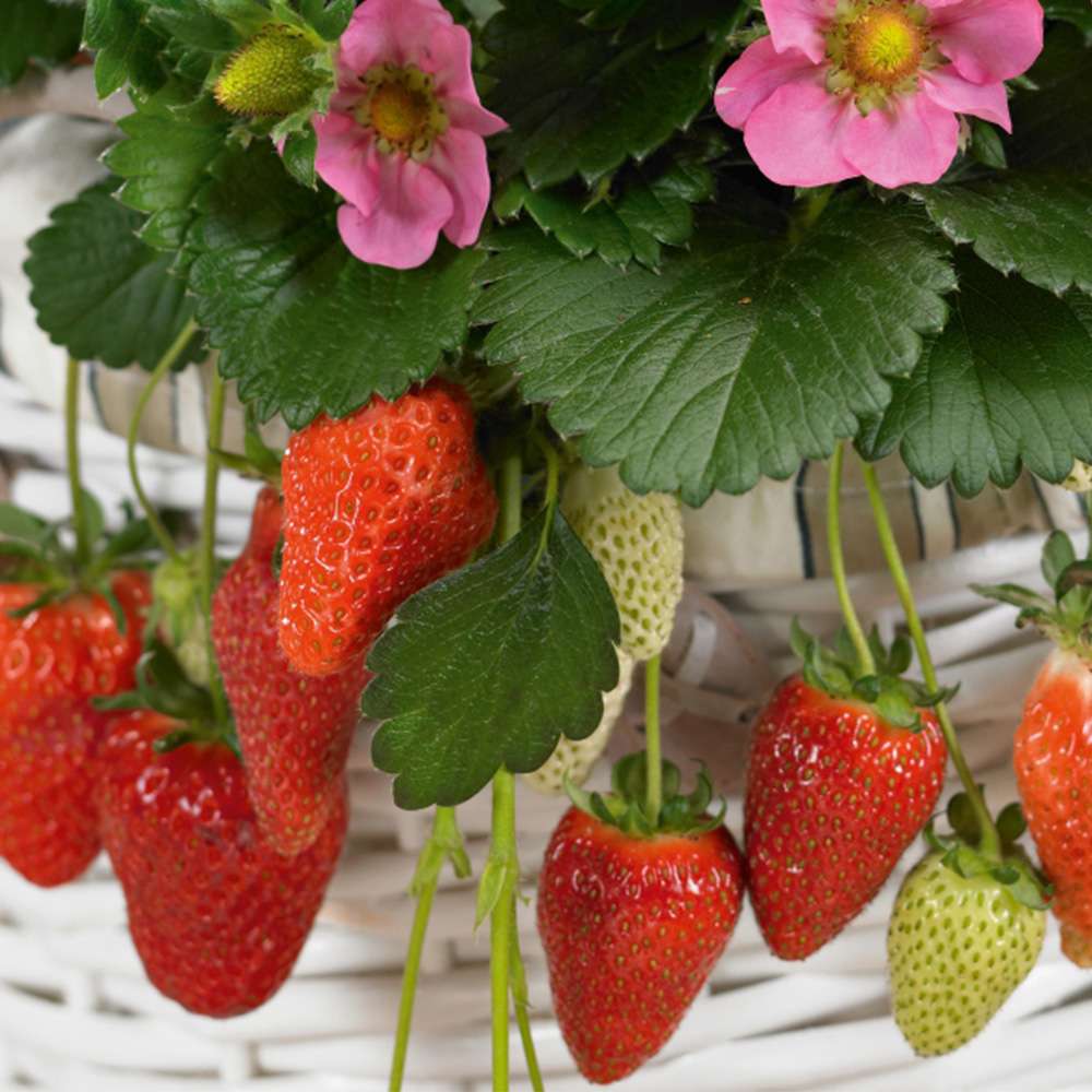 Thompson & Morgan Strawberry Fragaria Gasana Taupe Potted Plant 9cm 6 Pack Image 1