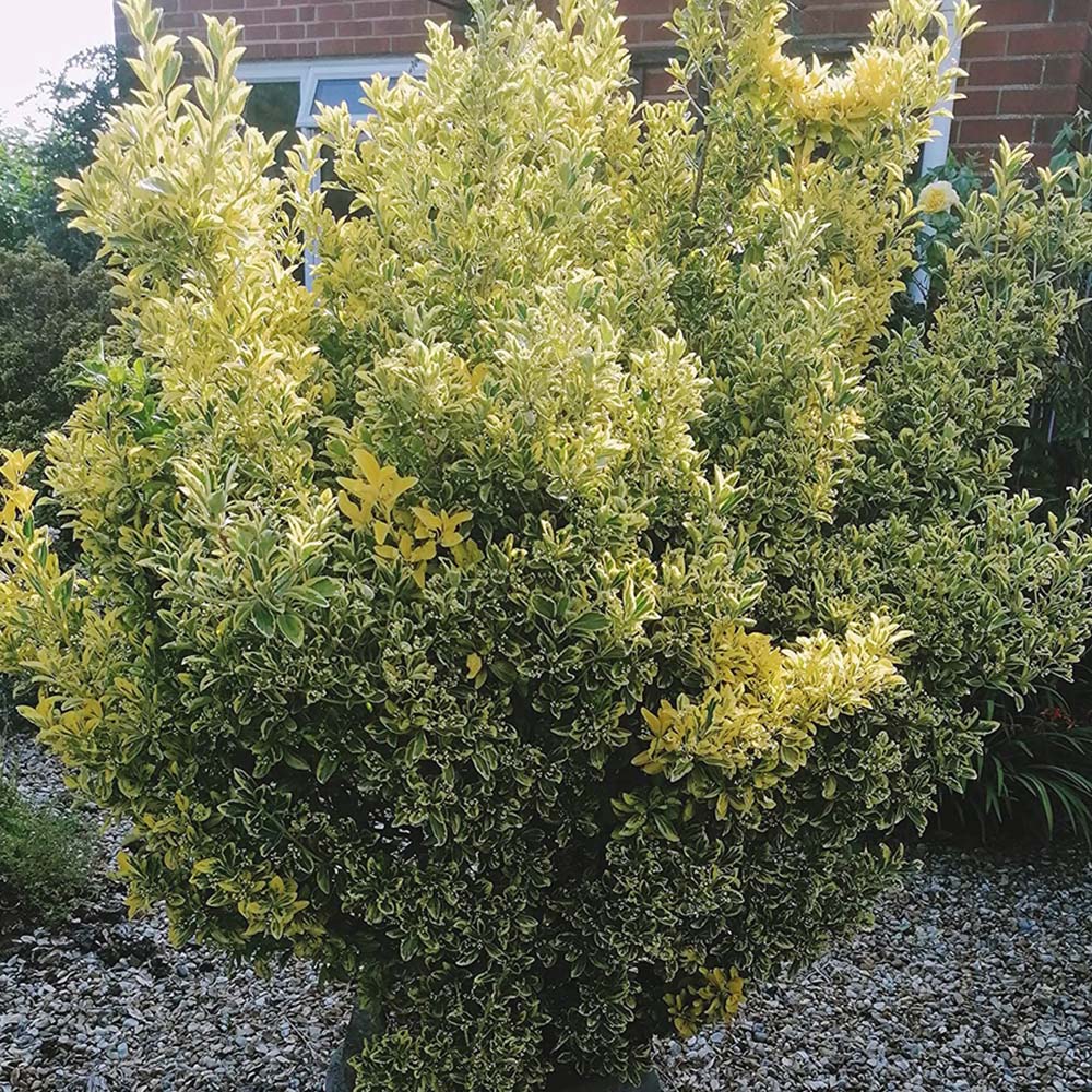 Inspirational Gifting Golden Privet Evergreen Bare Root Hedge Plant Sapling 3ft 5 Pack Image 3