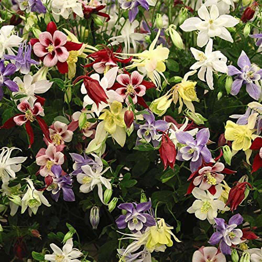 Thompson and Morgan Everlasting Perennial Collection Prepacked Bare Roots 30 Pack Image 2