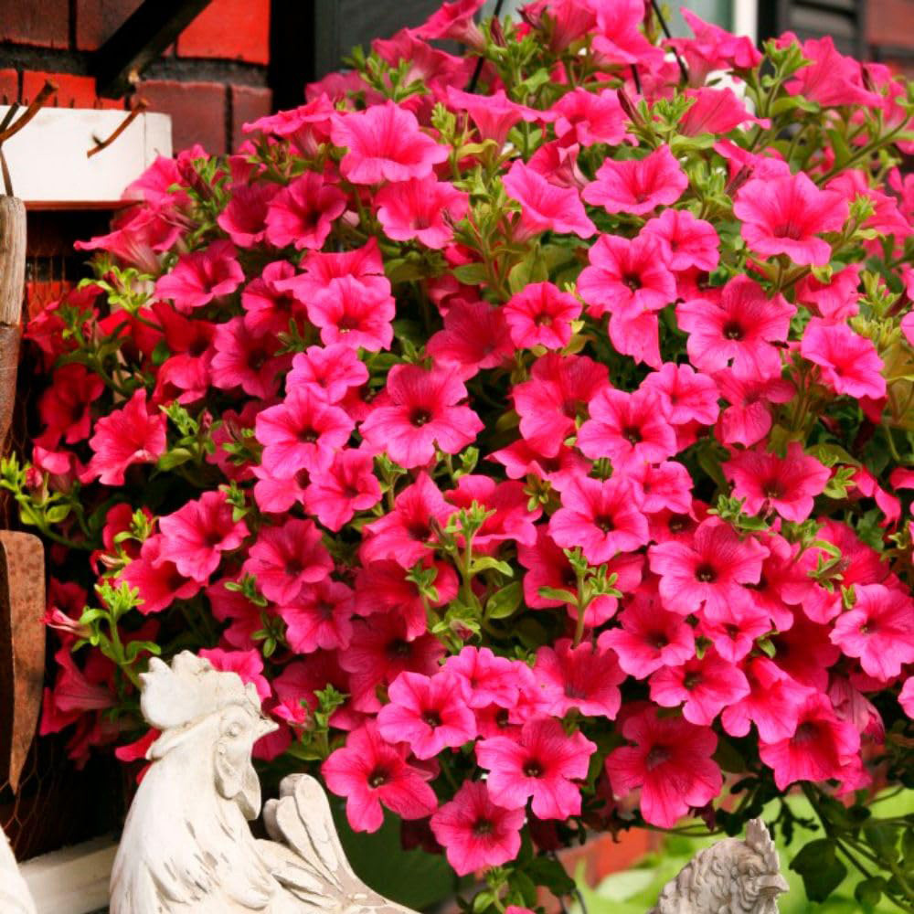 Thompson and Morgan Petunia Hot Pink Trailing Surfinia Postiplug Plant 5 Pack Image 2