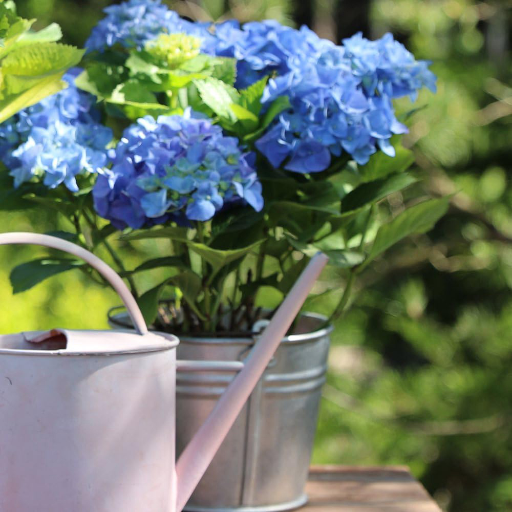 Thompson and Morgan Hydrangea Early Blue Plant Pot 10.5cm 2 Pack Image 3