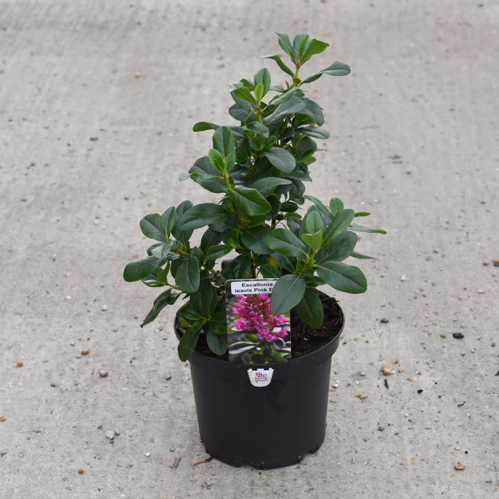Thompson and Morgan Escallonia Laevis Pink Elle Plant Pot 9cm 3 Pack Image 7