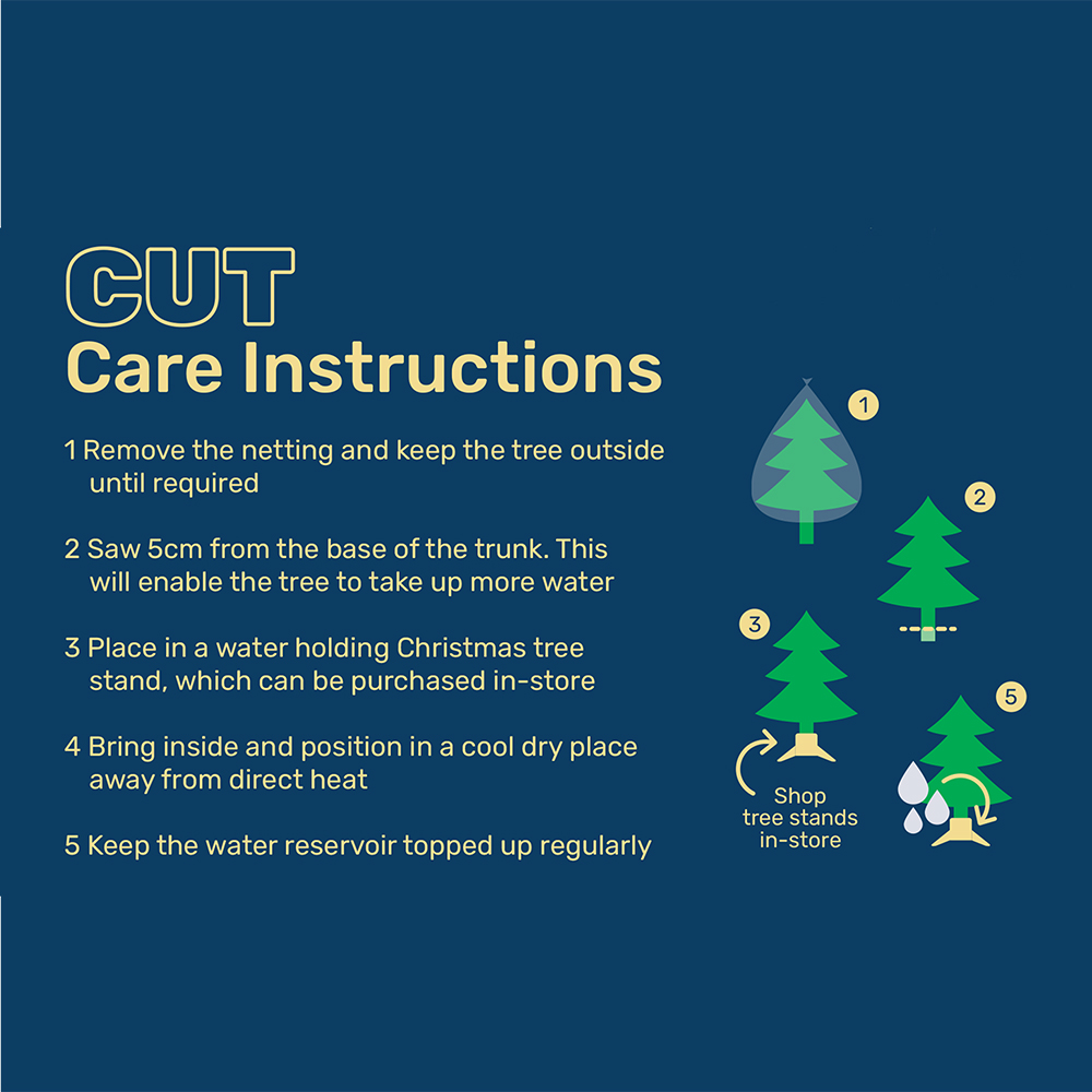 Nordman Fir Real Christmas Tree - Green / 8ft Image 3