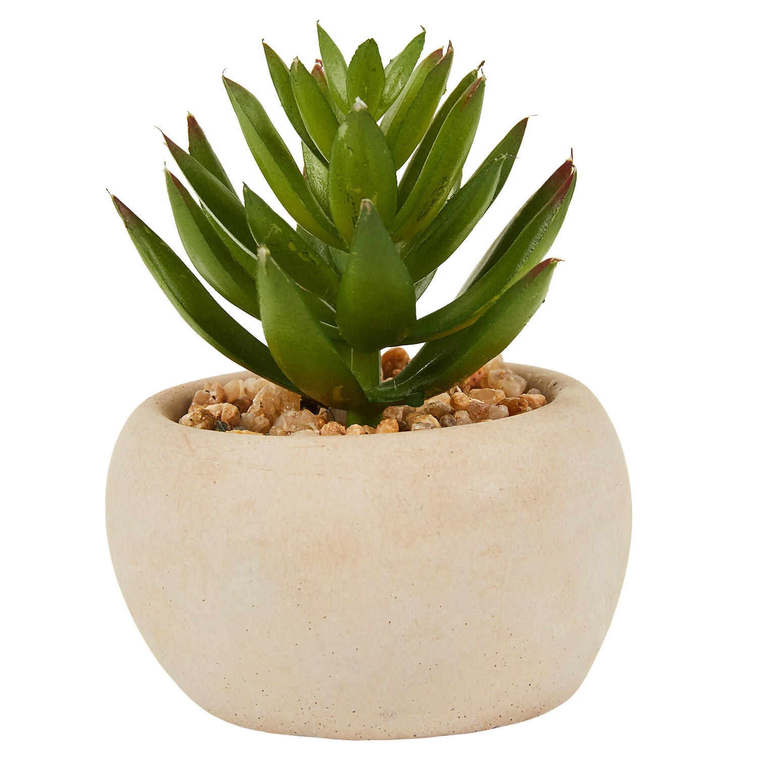 Mini Succulent in Pot - Green and Cream Image 18