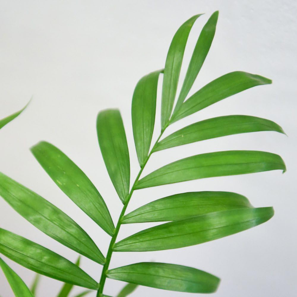 Thompson and Morgan Modern Home Houseplant Collection 3 Pack Image 4