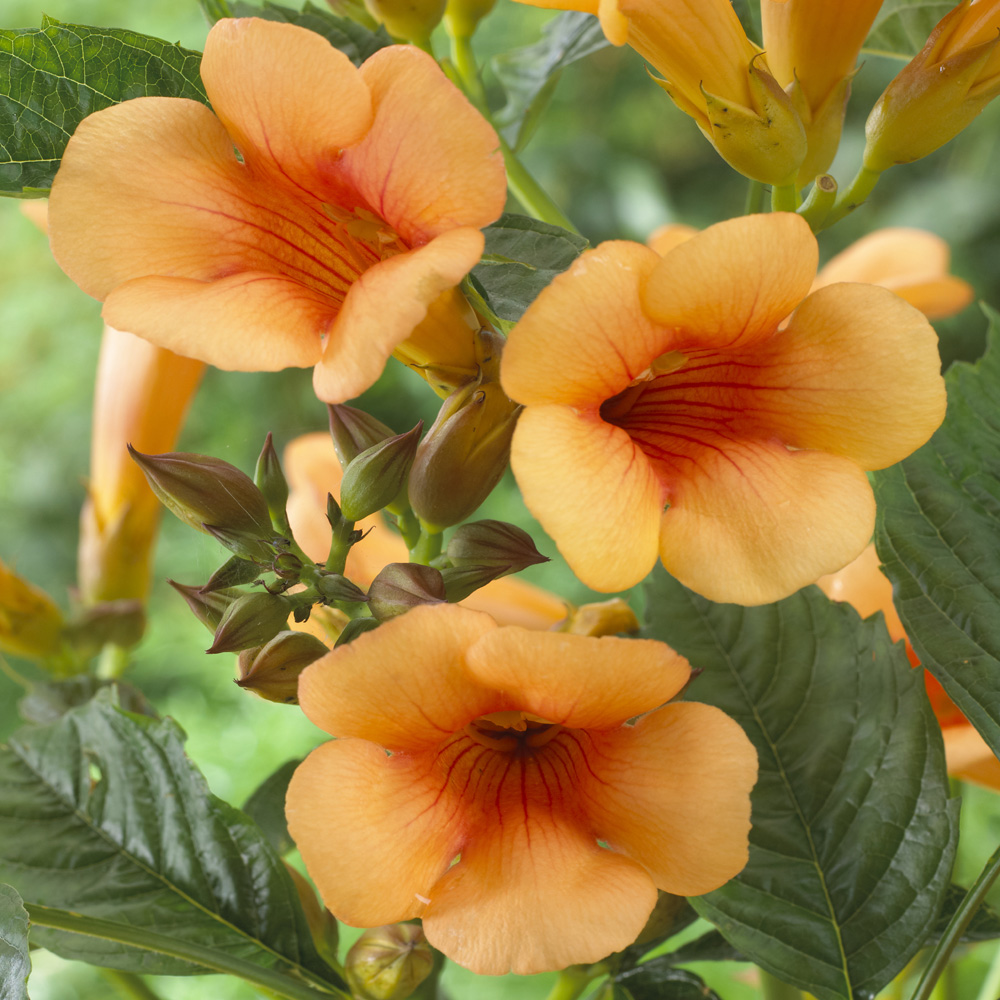 YouGarden Campsis Trumpet Vine Collection Plant Pot 2L 3 Pack Image 4