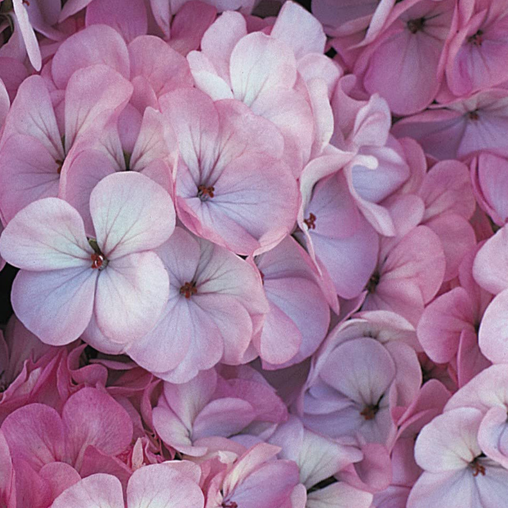 Thompson and Morgan Geranium Horizon F1 Apple Blossom Garden Ready Plant 30 Pack Image 3