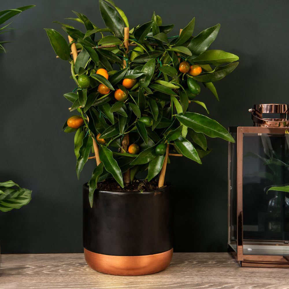 Thompson and Morgan Citrus Tree Limequat Plant Pot 3L 2 Pack Image 3