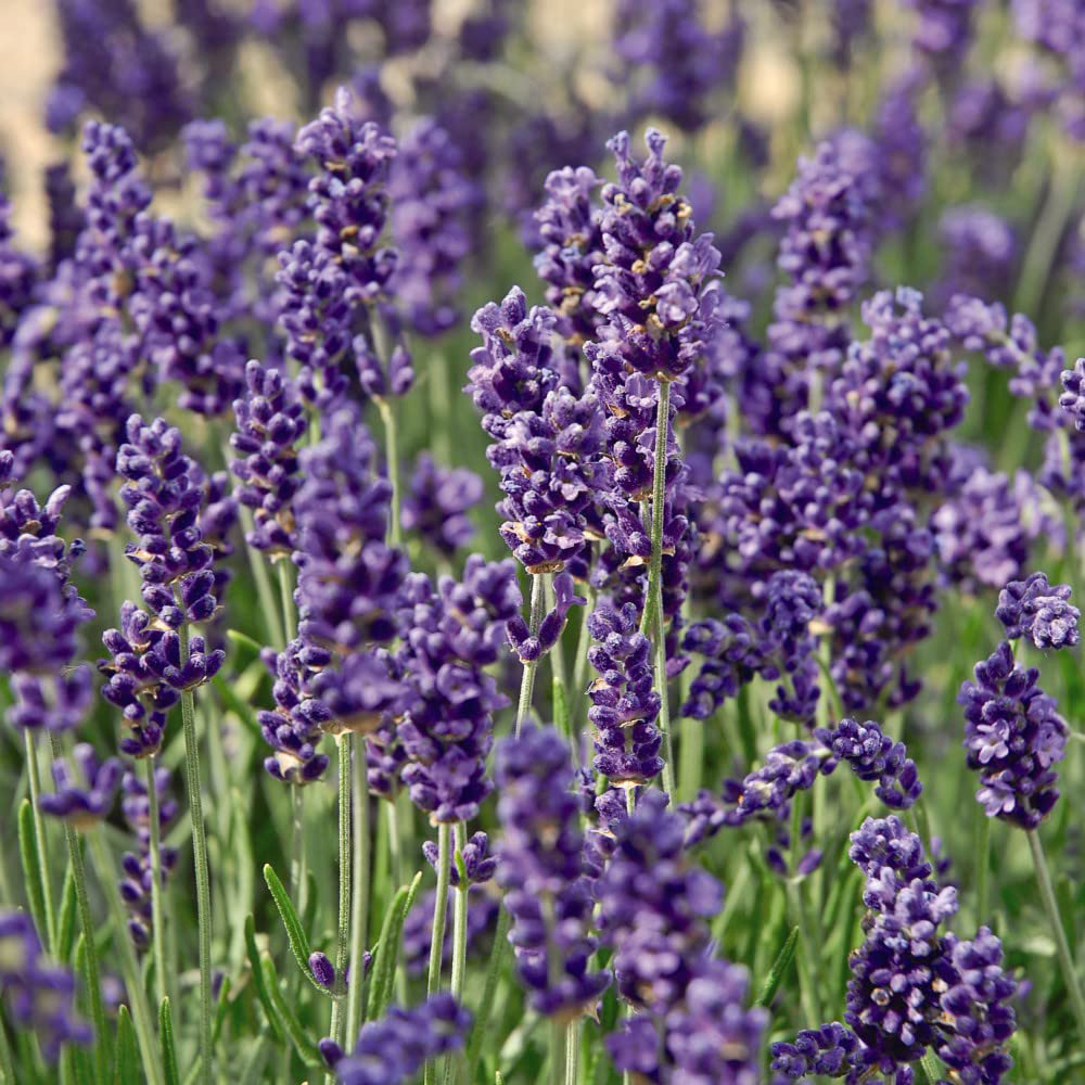 Thompson and Morgan Lavandula Lavender Angustifolia Hidcote Potted Plant 9cm 3 Pack Image 1