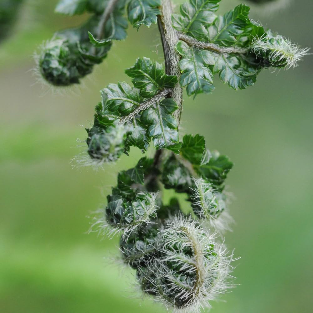 Thompson and Morgan Dicksonia Antarctica Australian Fern Tree Trunk 2ft Image 3