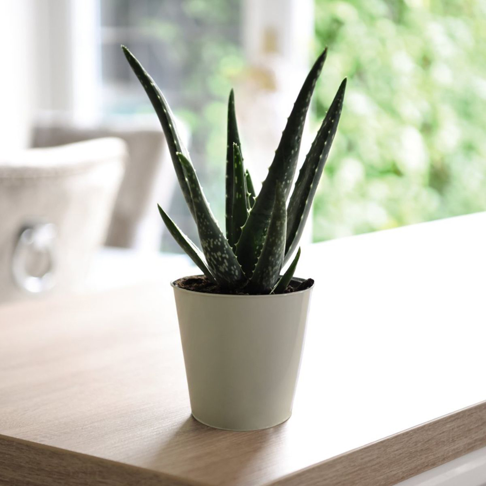 Thompson and Morgan New Home Houseplant Collection Plant Pot 12cm 8 Pack Image 5